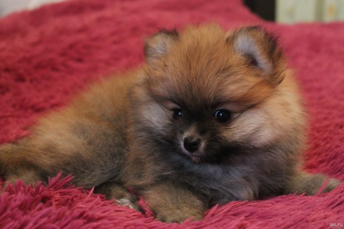 Немецкий цвергшпиц померанский шпиц