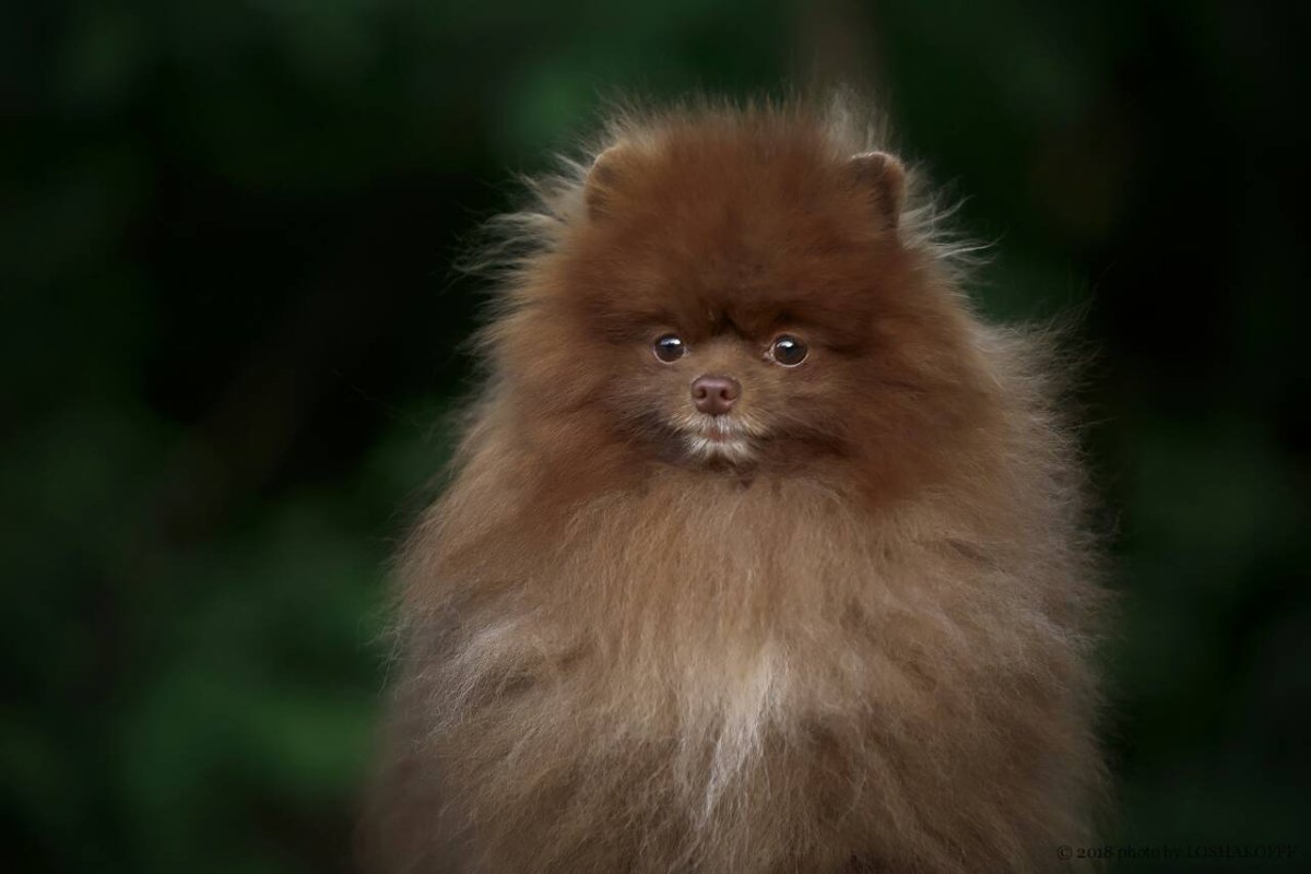 Померанский шпиц шоколадный