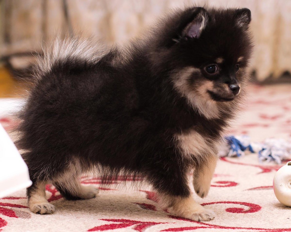 Шпиц оранж Соболь