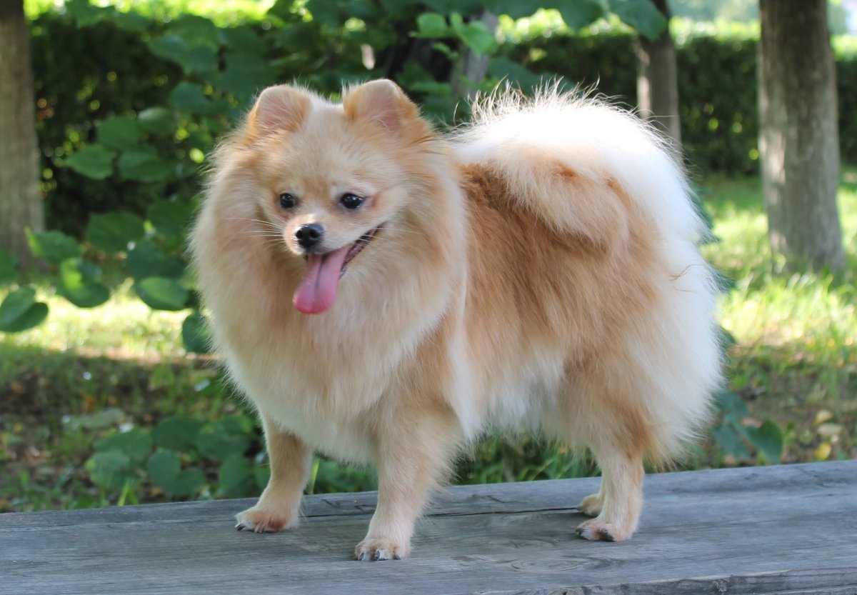 Шпиц оранж Соболь