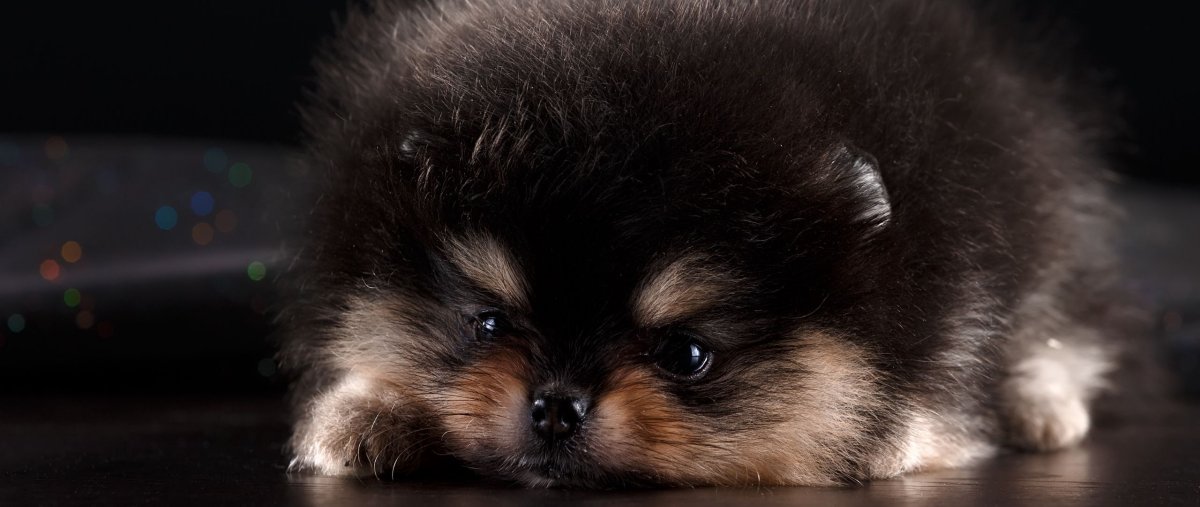 Померанский шпиц Медвежонок