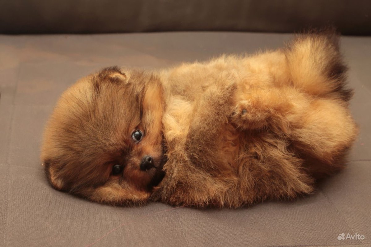 Шпиц соболиный Медвежонок