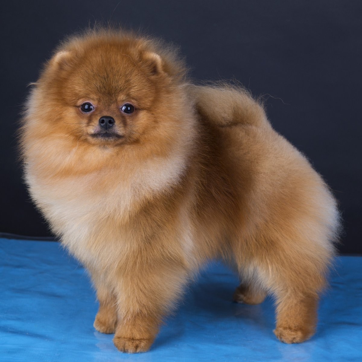 Шпиц рыжий Соболь