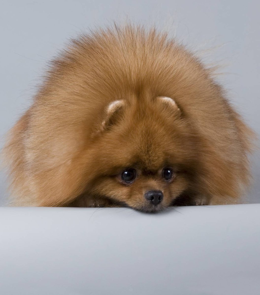 Померанский шпиц на прозрачном фоне