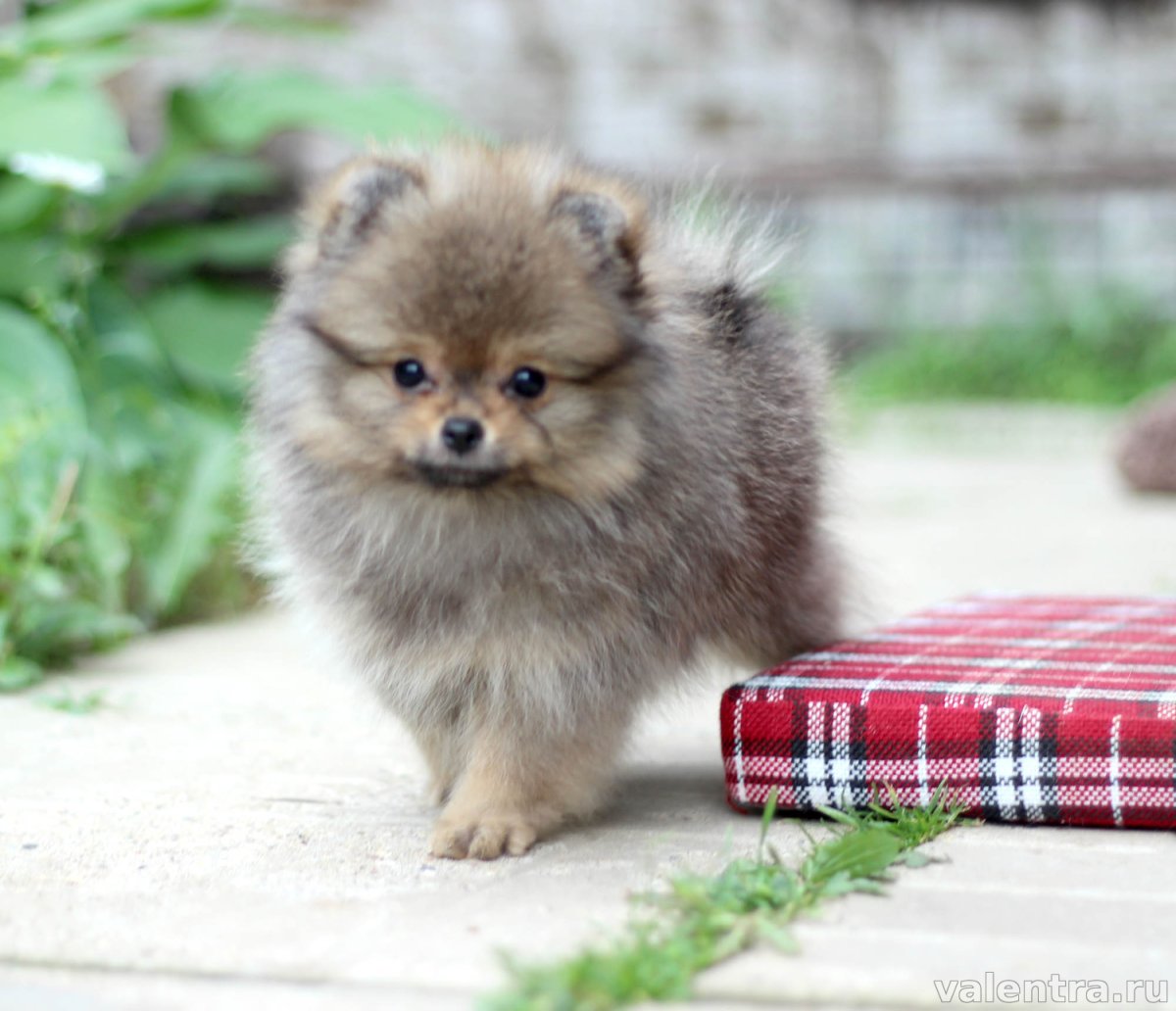 Оранж Соболь померанский