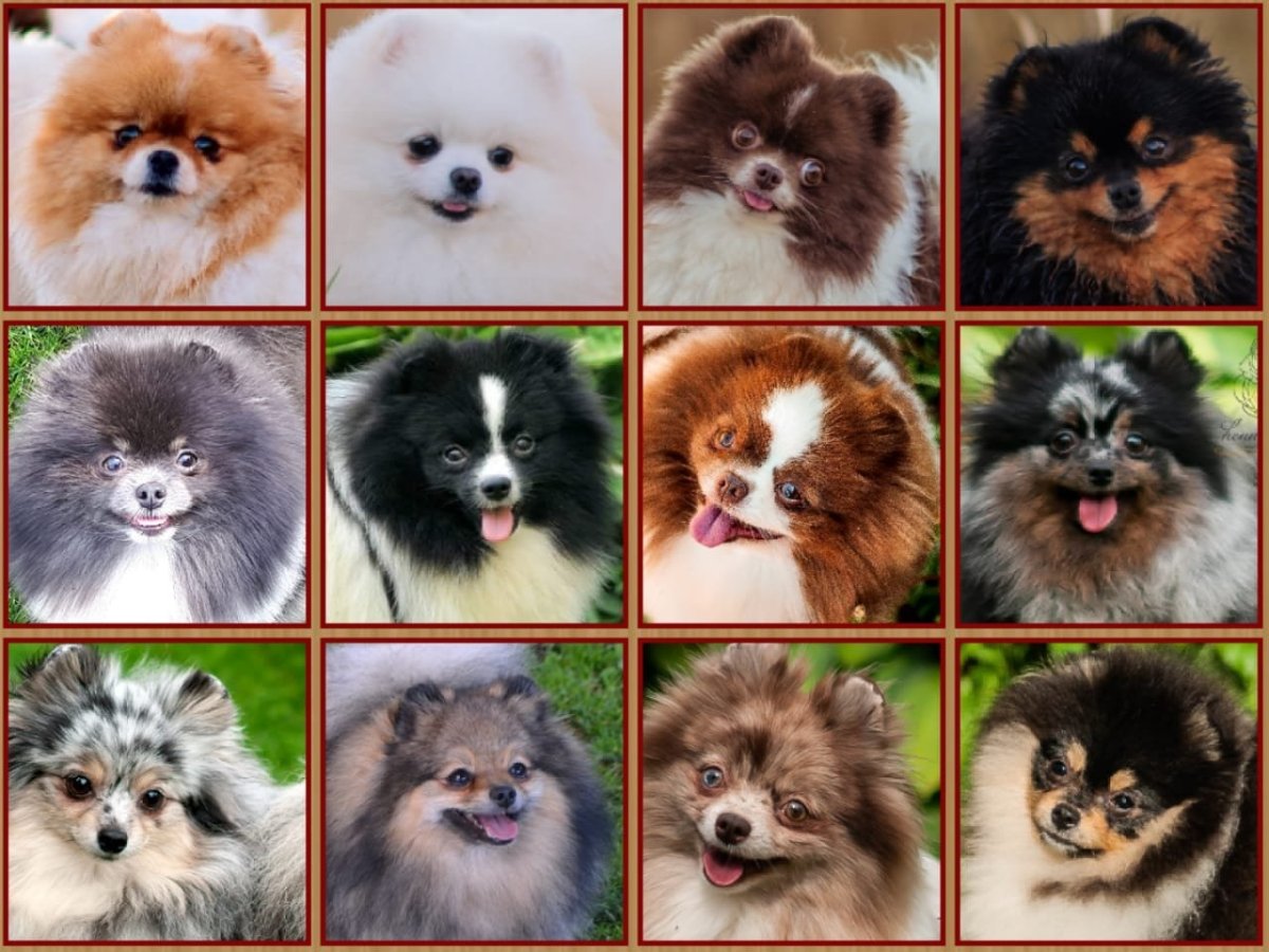 Шпиц померанский карликовый