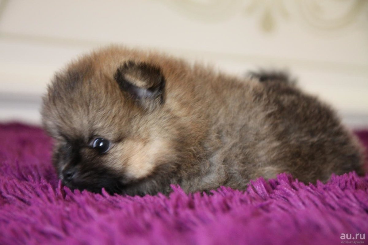 Померанский шпиц шоколадный