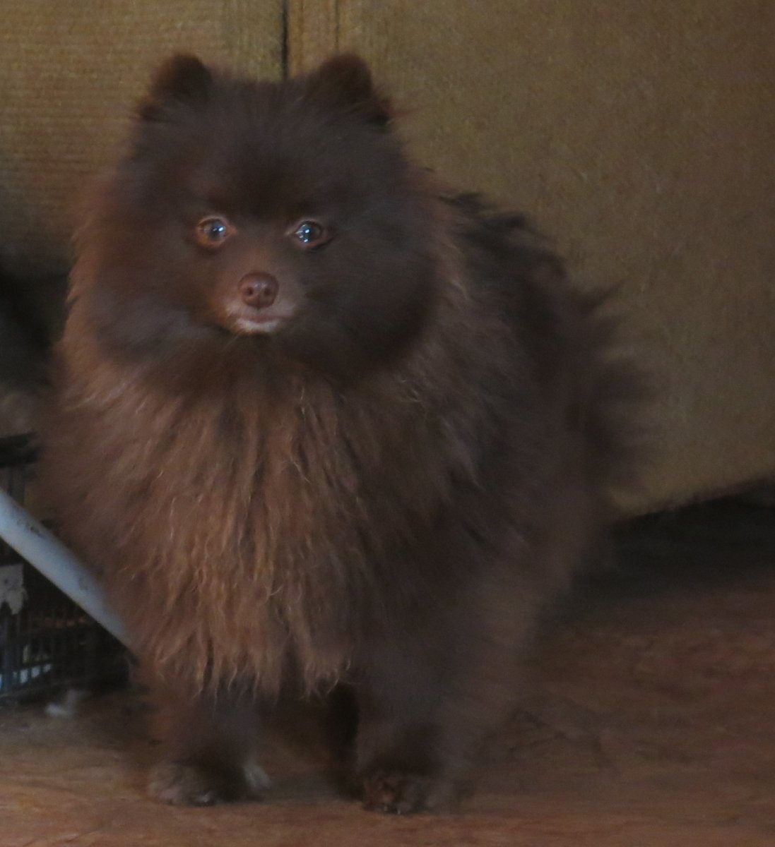 Рыже соболиный шпиц