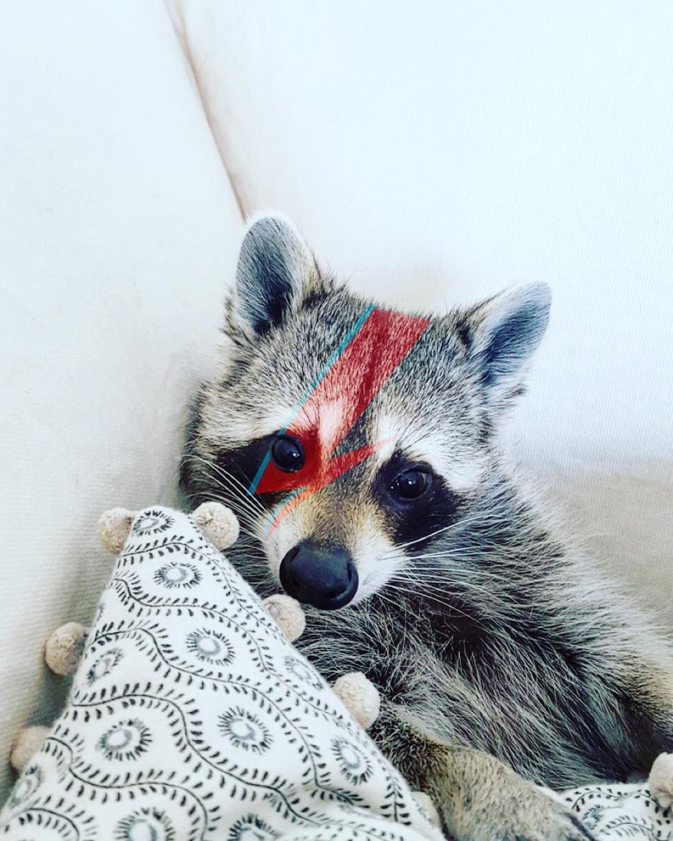 Пожилой Енотик