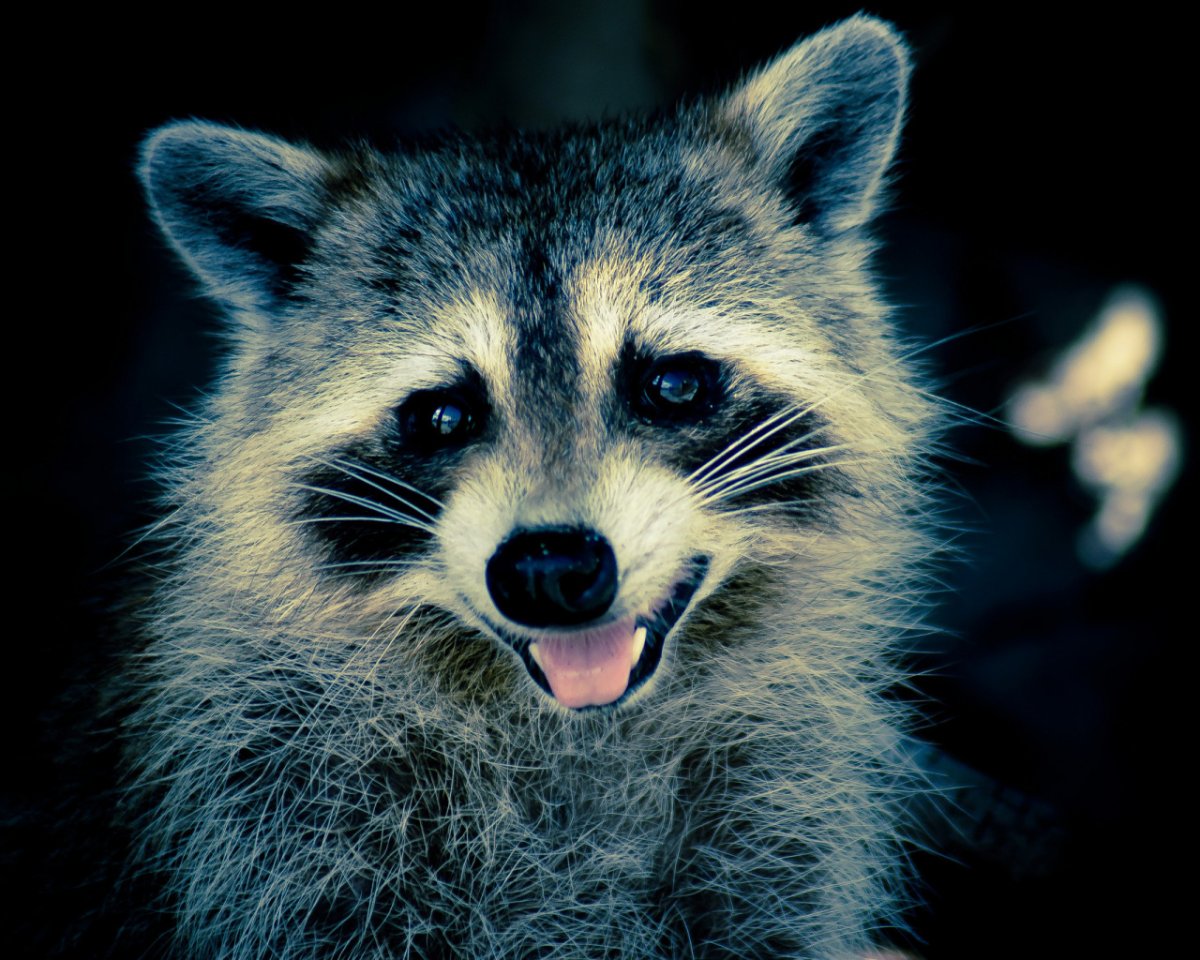 Аватар енот