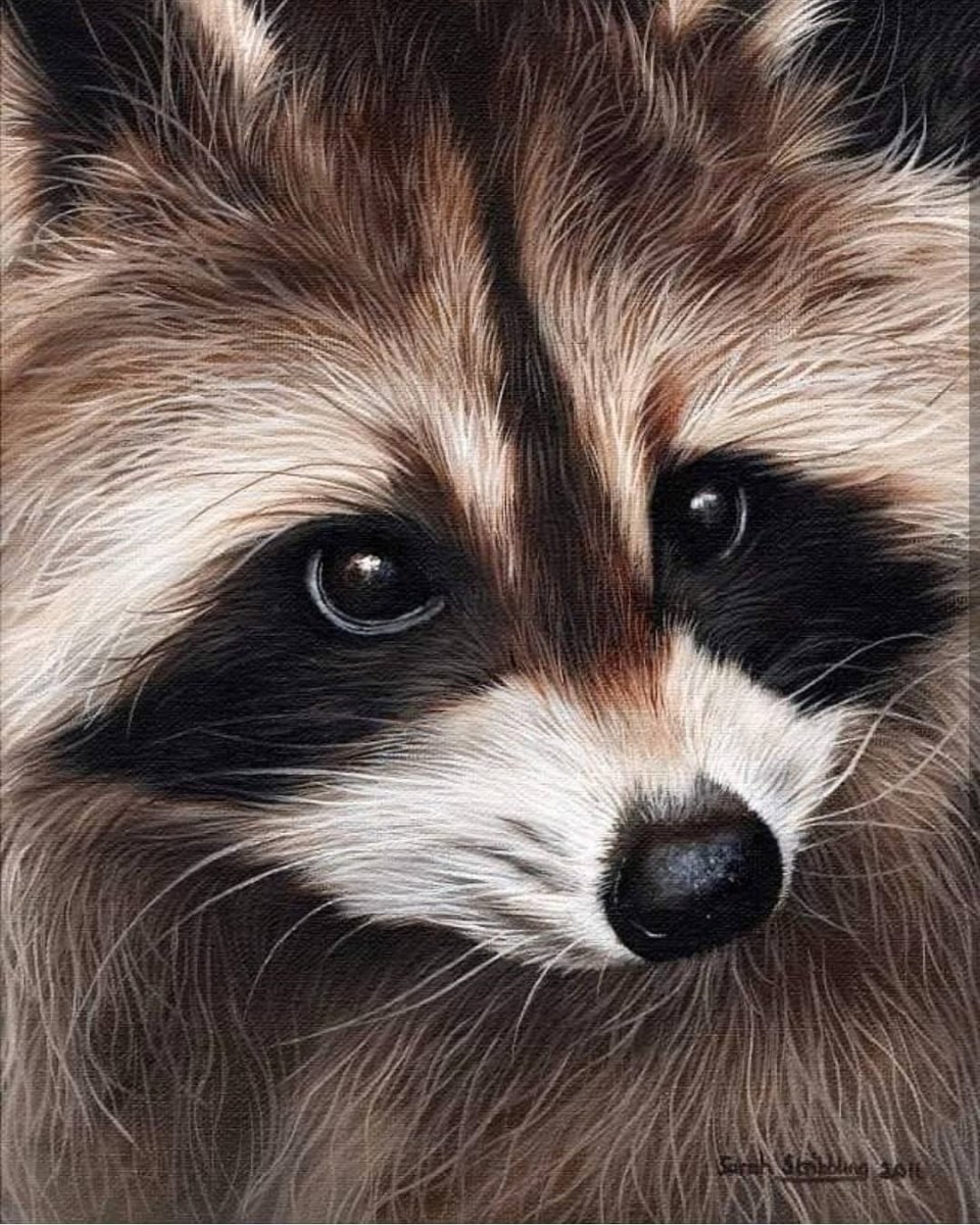 Small Raccoon
