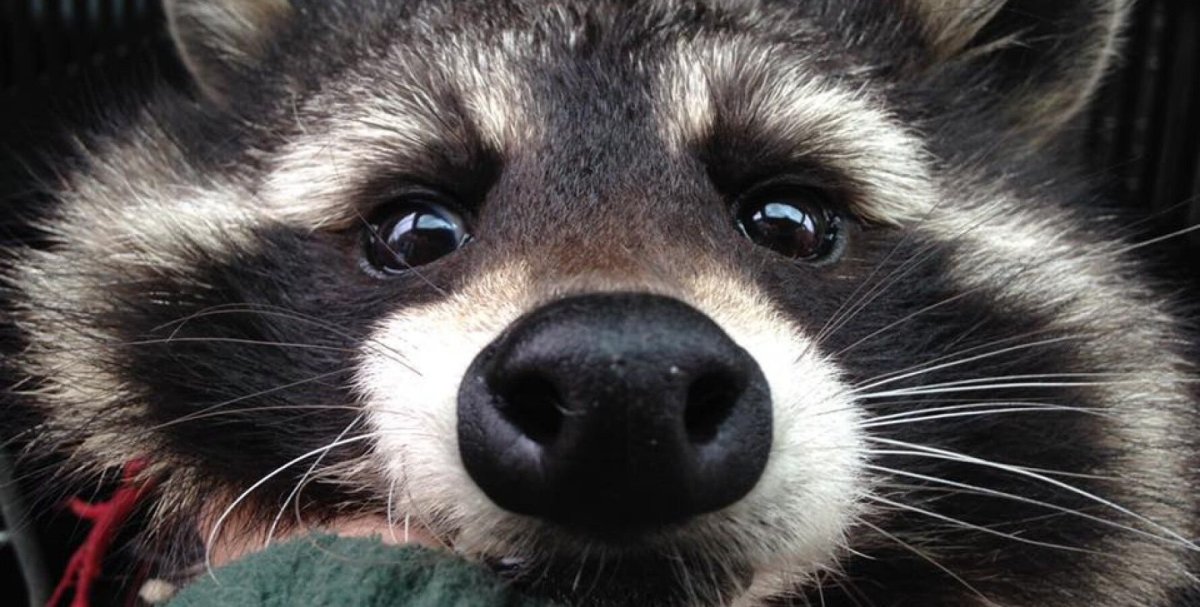 Глаза енота фото