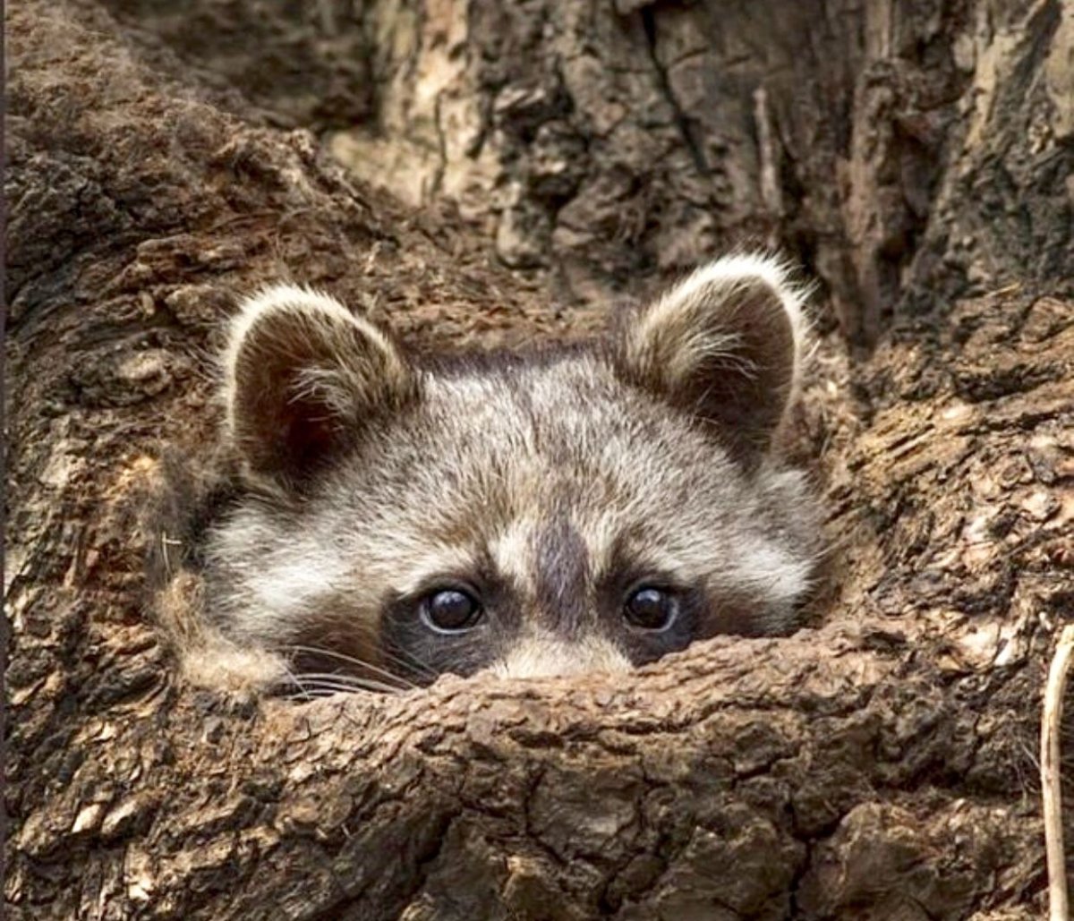 Сохры Енотик