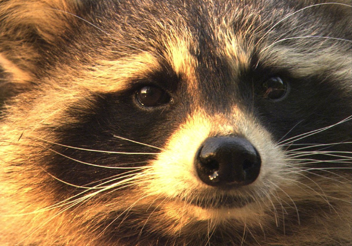 Енотовые глаза