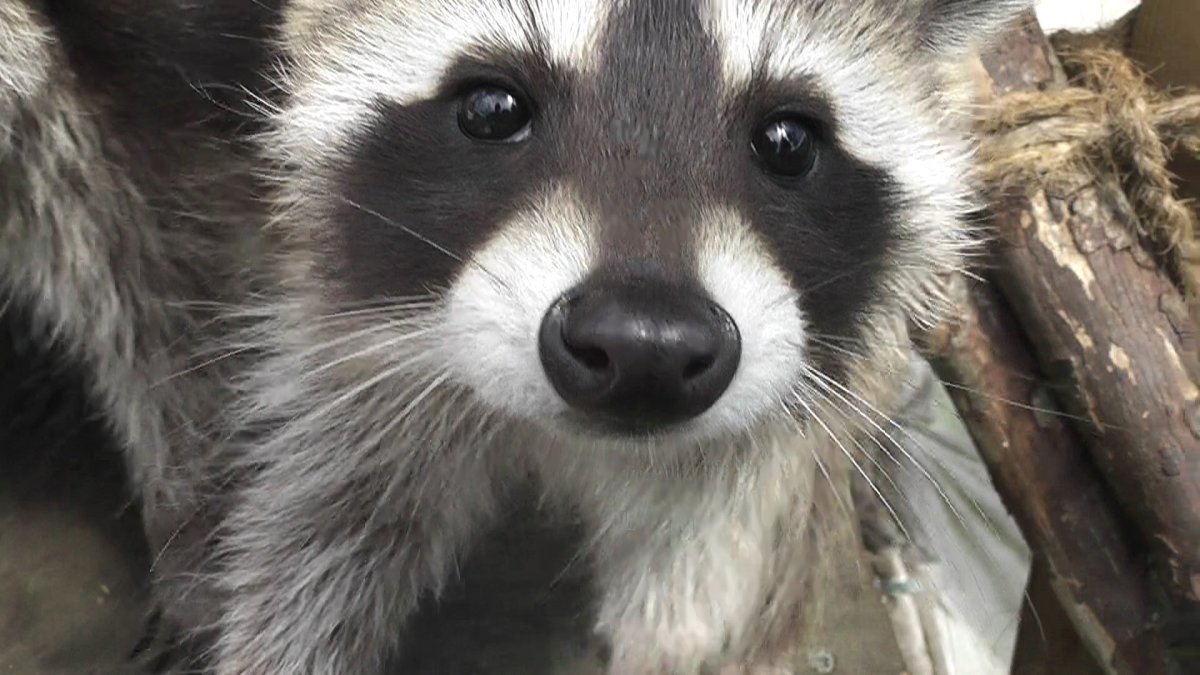 Милые животные на природе