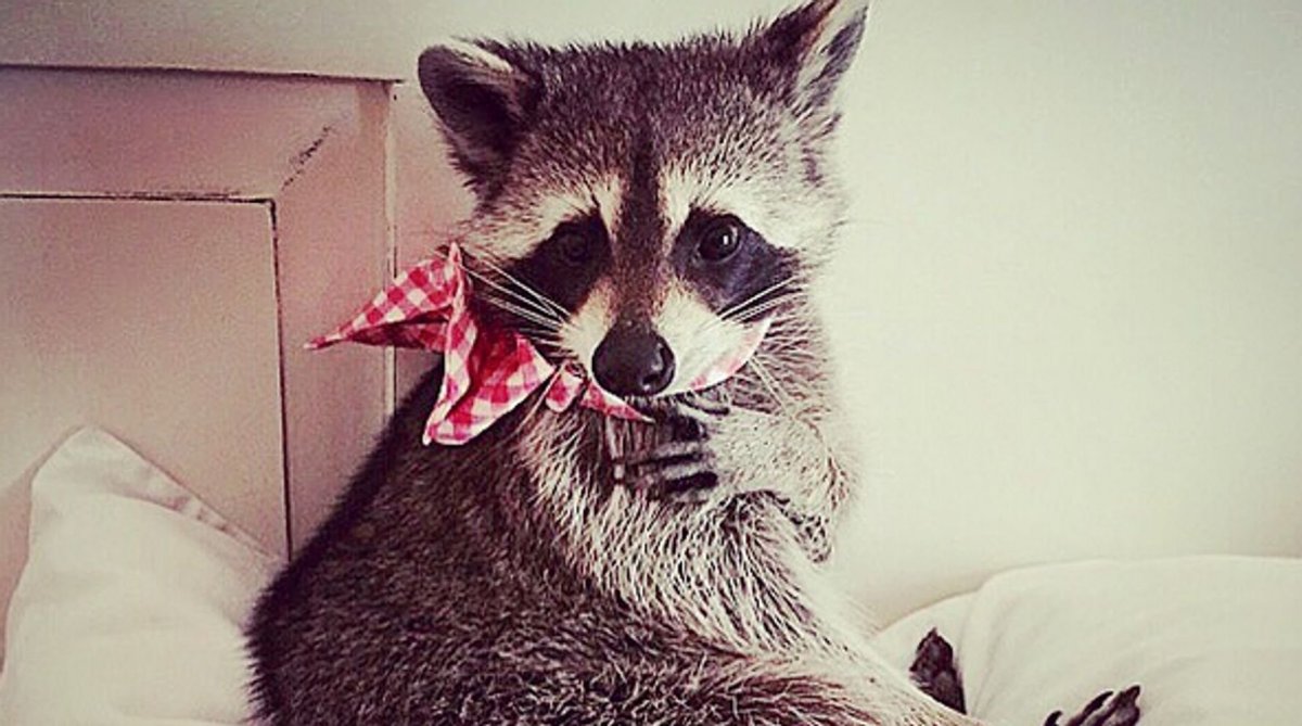 Енот спрятался