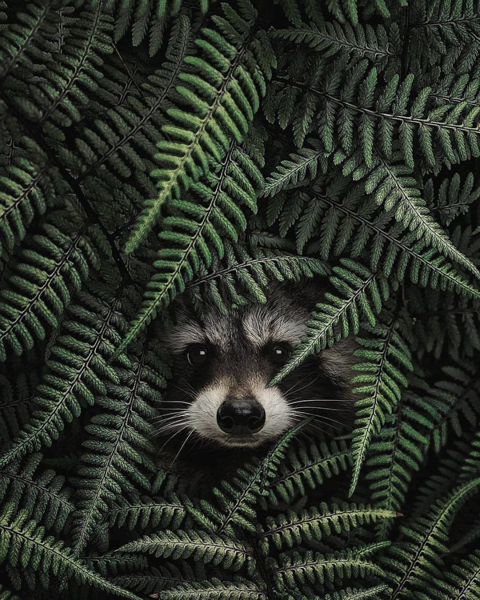 Эстетика енотов