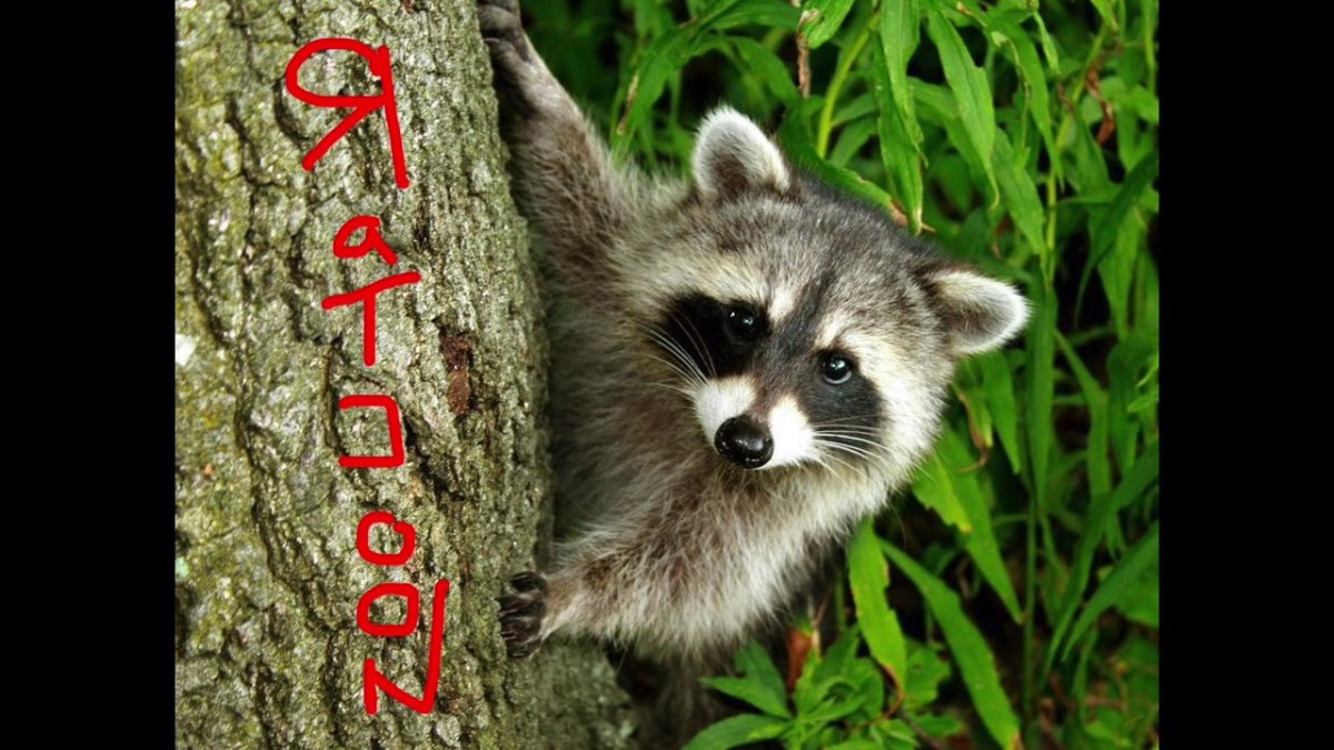 Интересное о енотах