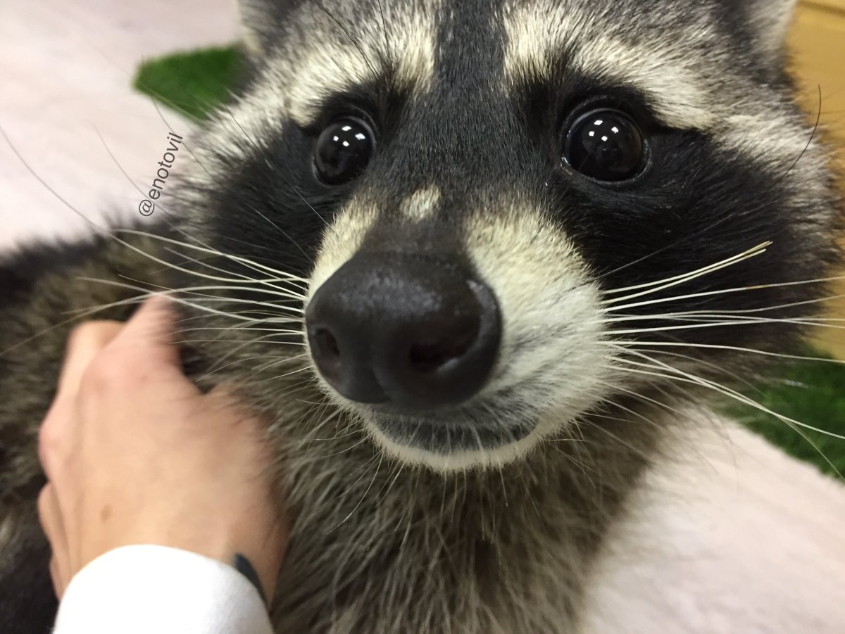 Енот глазки