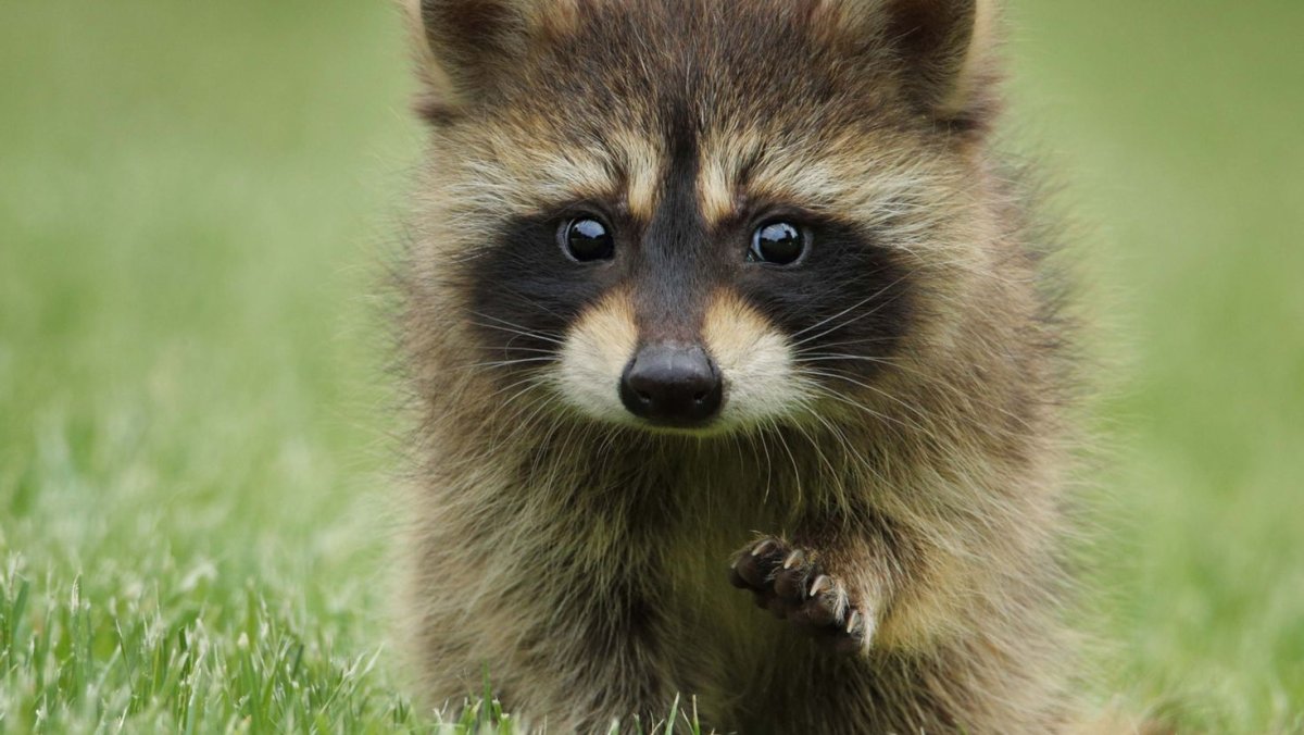 Енот обнимает