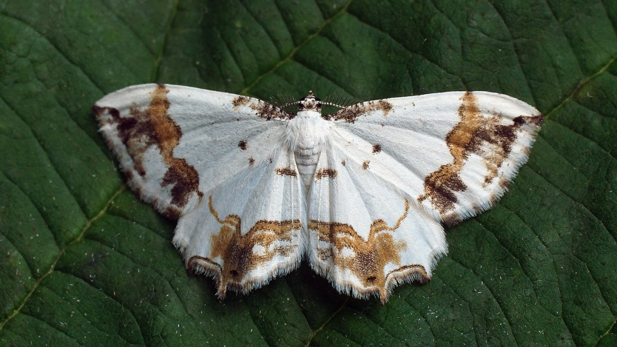 Бабочка Махаон Сибирский