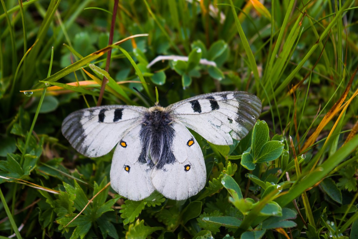 Бабочка Аполлон Подалирий
