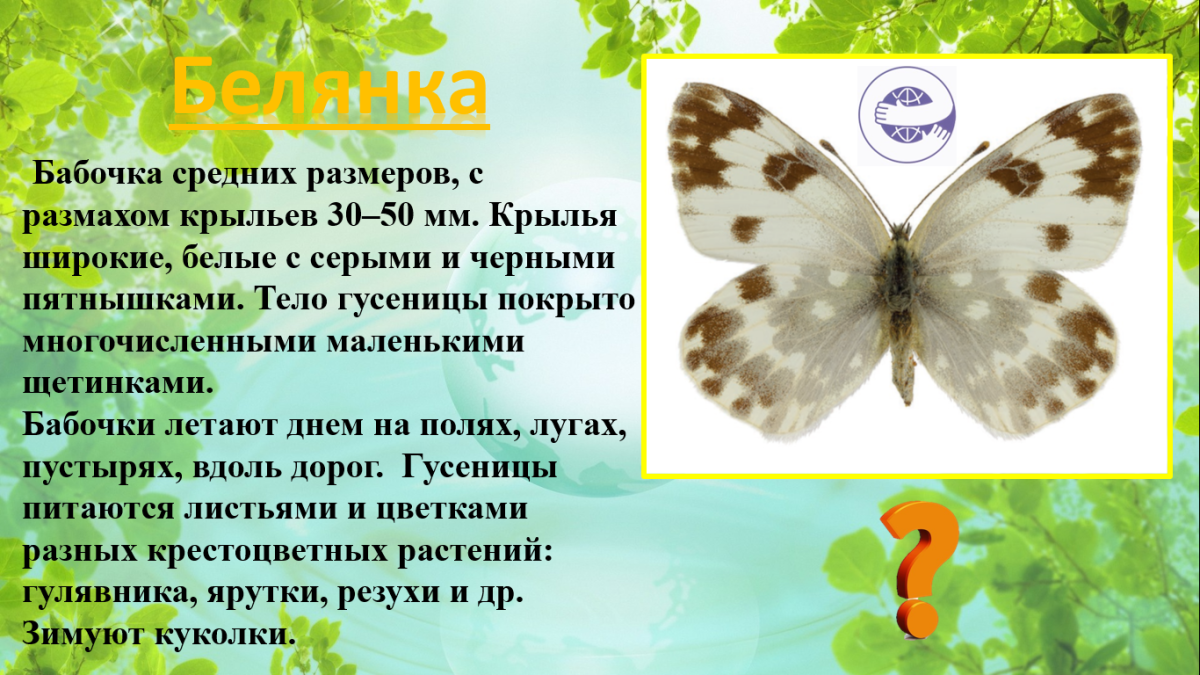 Бабочка парусник Адмирал Махаон