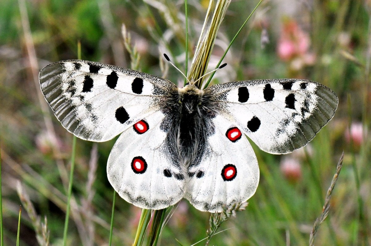 Бабочка Аполлон Маака