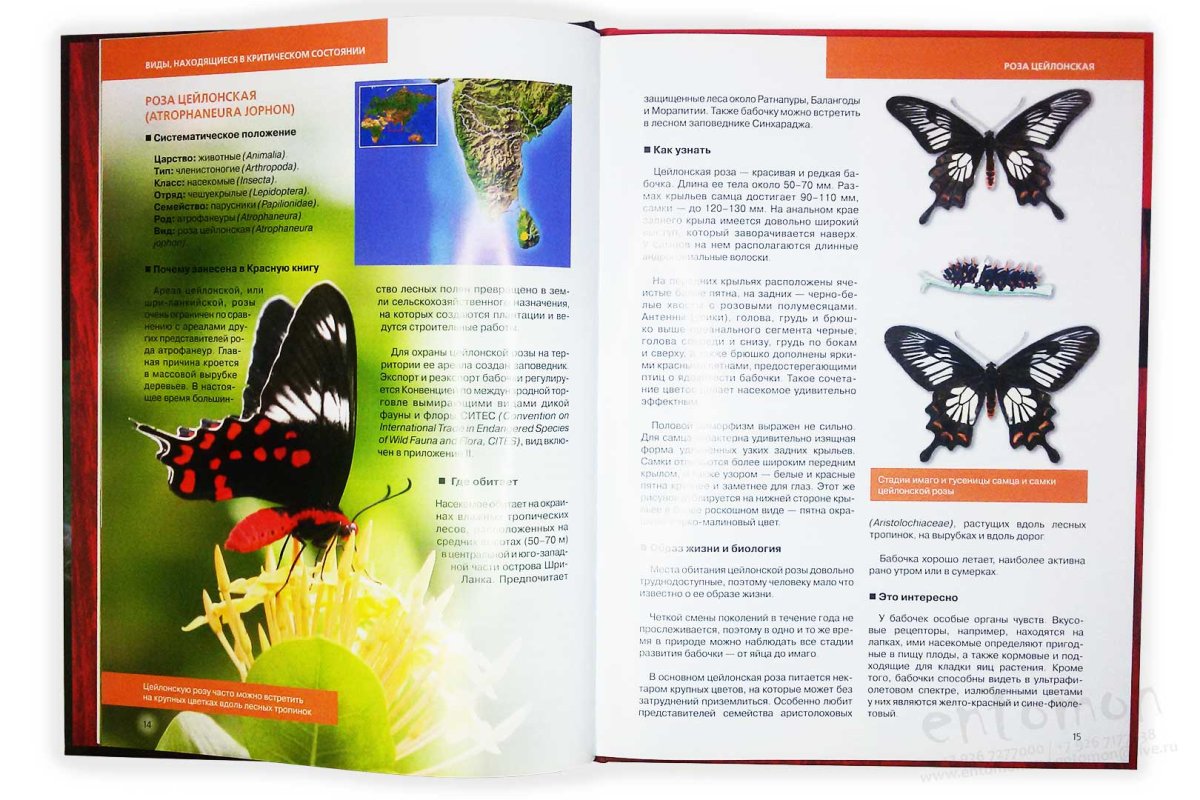 Бабочка Махаон красная