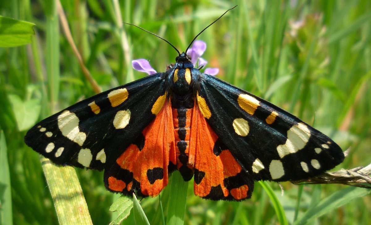 Голубянка аргали