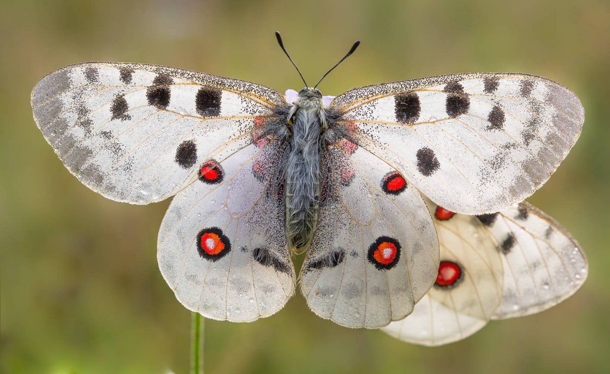 Бабочка Аполлон