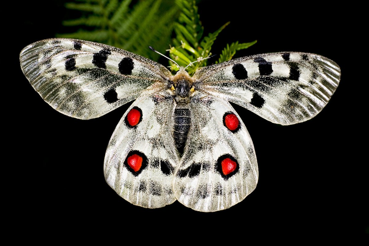 Подалирий бабочка