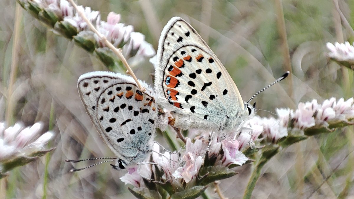 Бабочки занесенные в красную книгу России