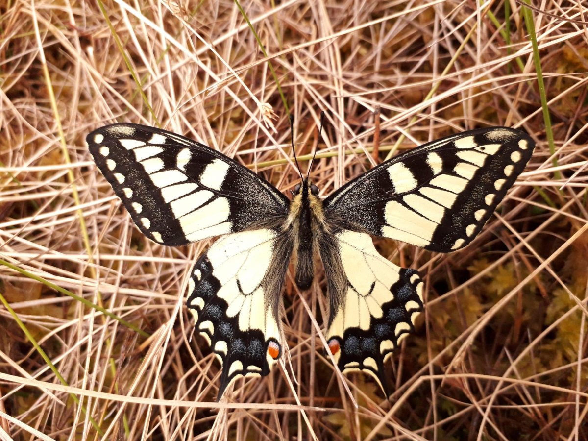 Бабочка Папилио Махаон