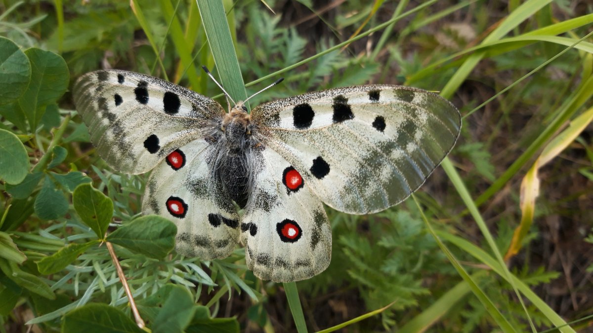 Махаон бабочка красная книга