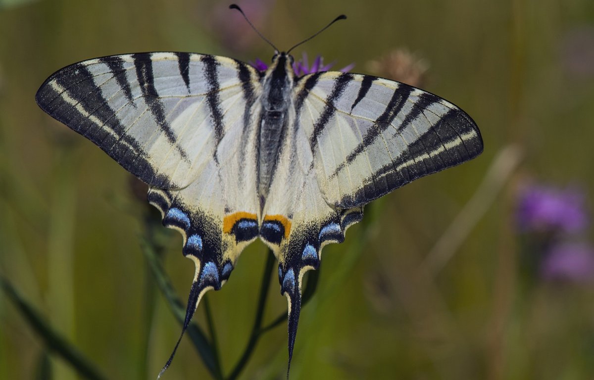 Papilio Machaon Linnaeus