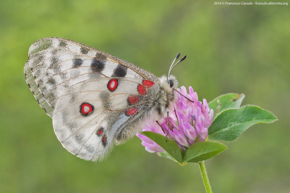 Аполлон -Parnassius Apollo (Linnaeus, 1758)