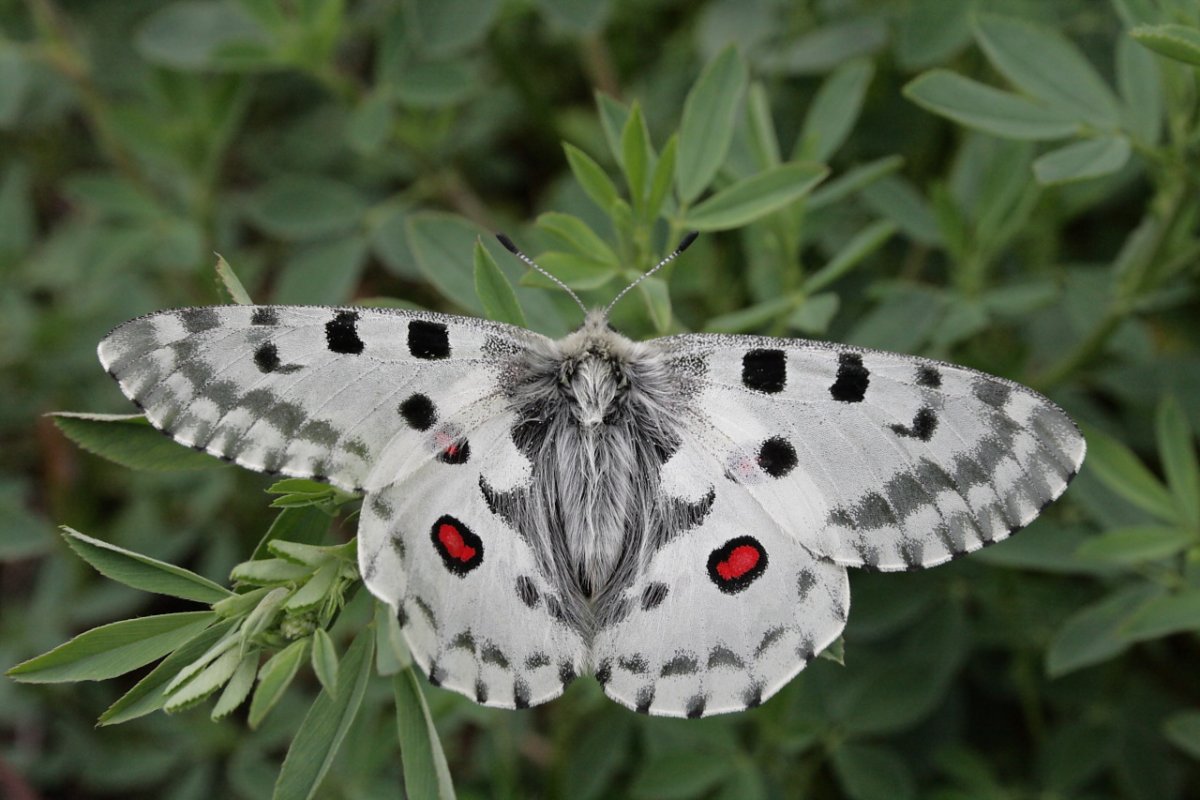 Заповедник Нургуш в Кировской области насекомые