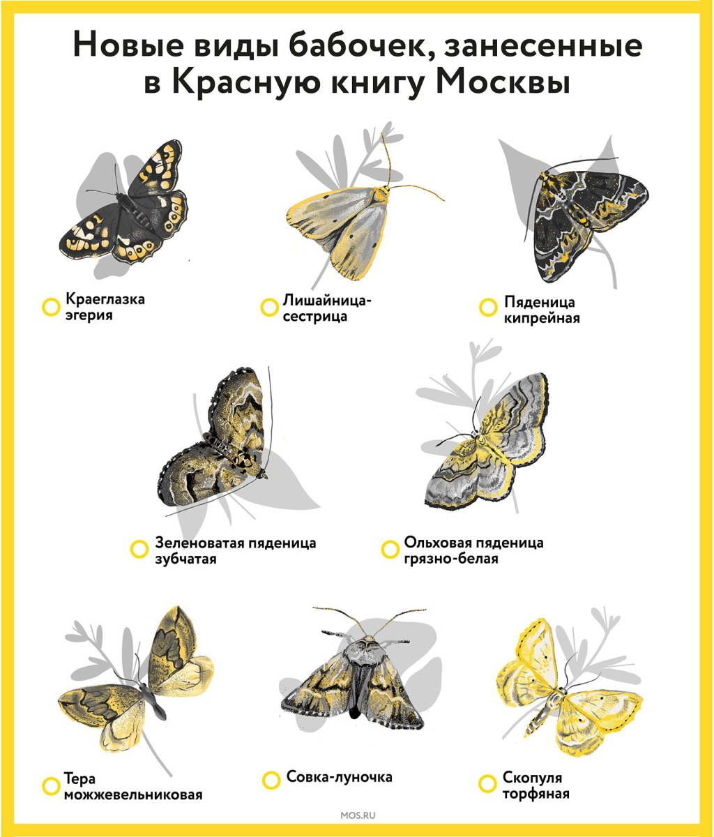 Бабочки Подалирий Бражник