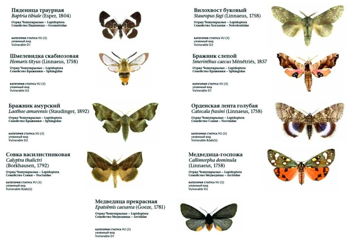 Аполлон -Parnassius Apollo (Linnaeus, 1758)