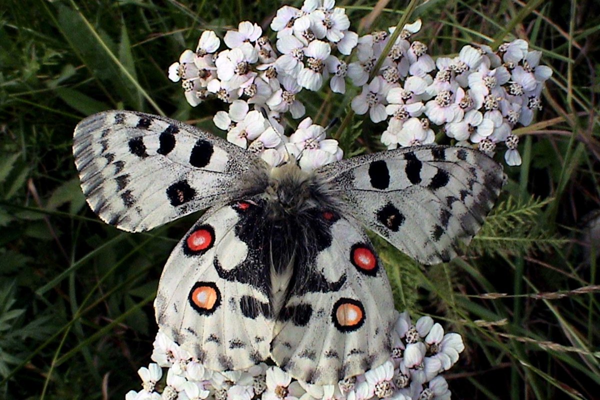 Аполлон обыкновенный бабочка