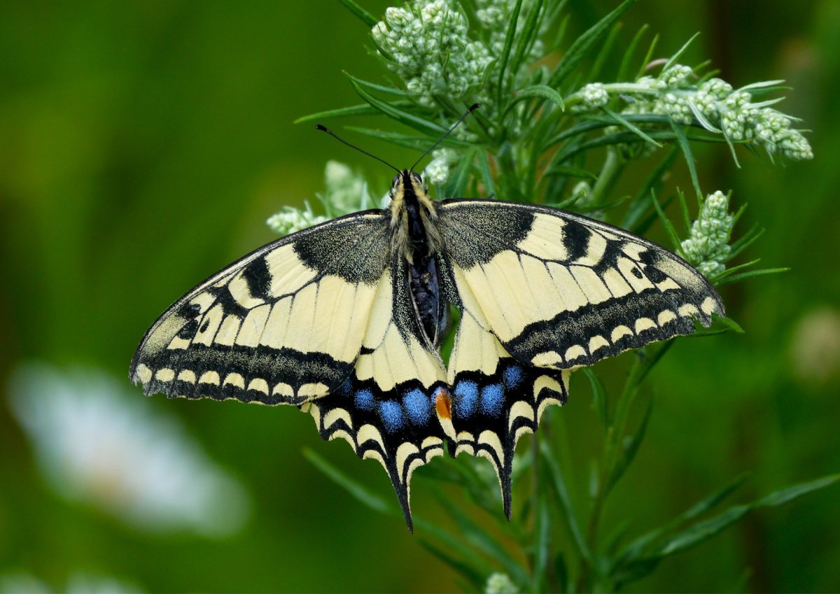 Аполлон обыкновенный (Parnassius Apollo, Linnaeus, 1758)