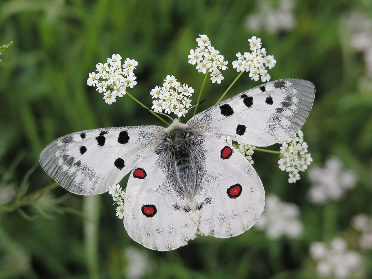 Парусник Мнемозина Parnassius Mnemosyne