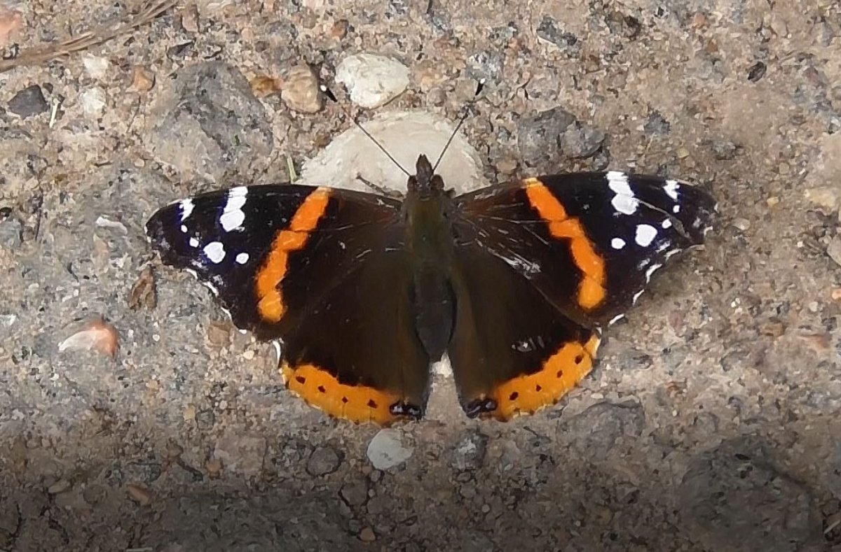 Бабочки в степи