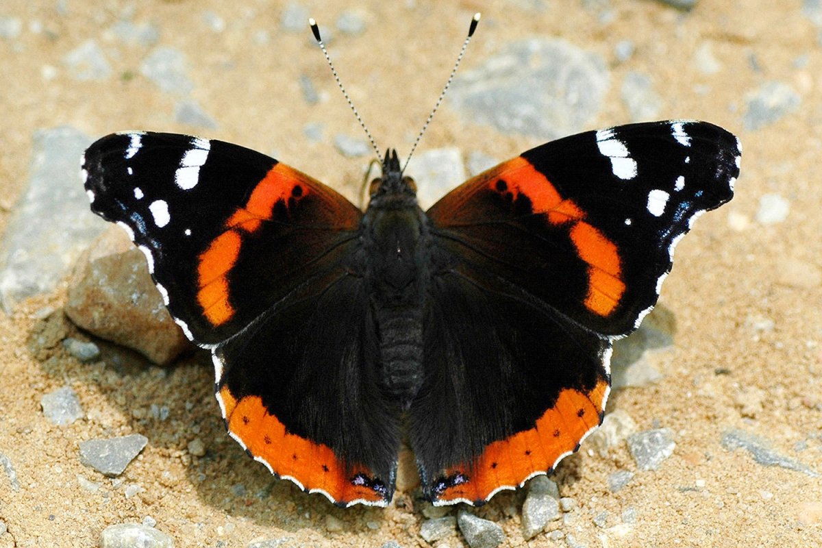 Аполлон Эверсманна гусеница