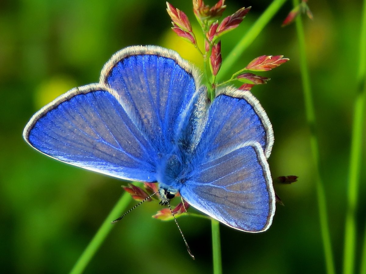 Полтавский а.н. бабочки Ростовской области и Юга России