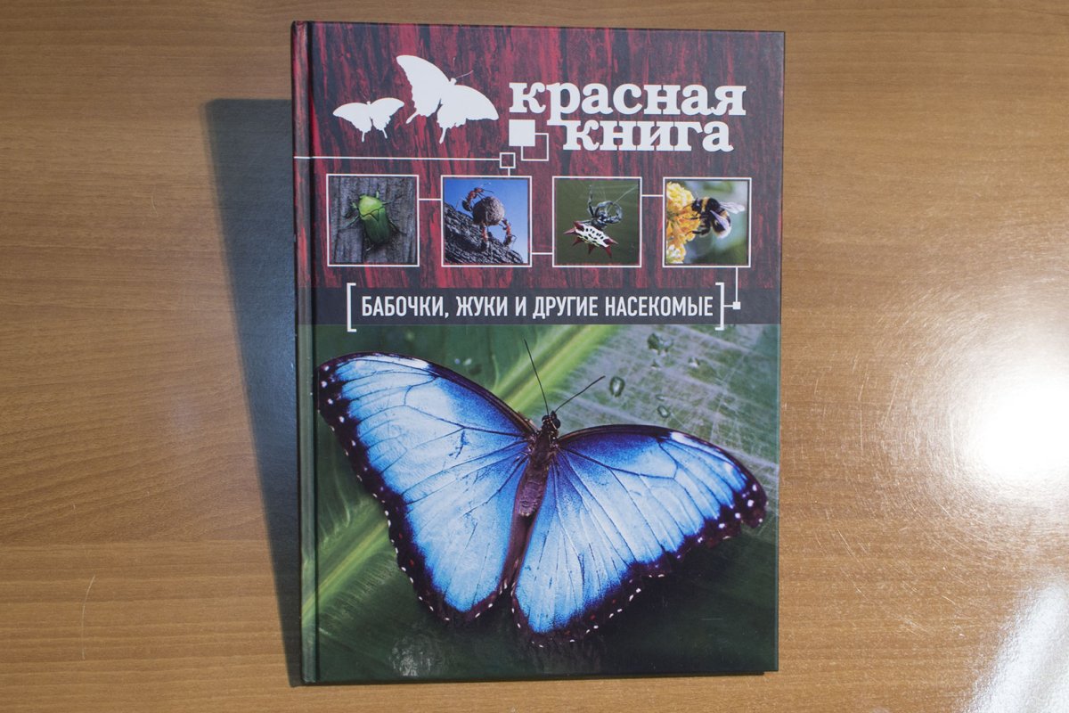 Среда обитания бабочки крапивницы