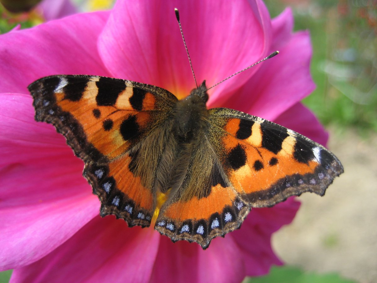 Бабочка голубянка