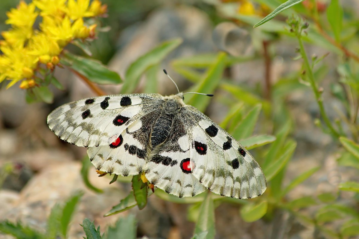 Тебердинский заповедник бабочка Аполлон