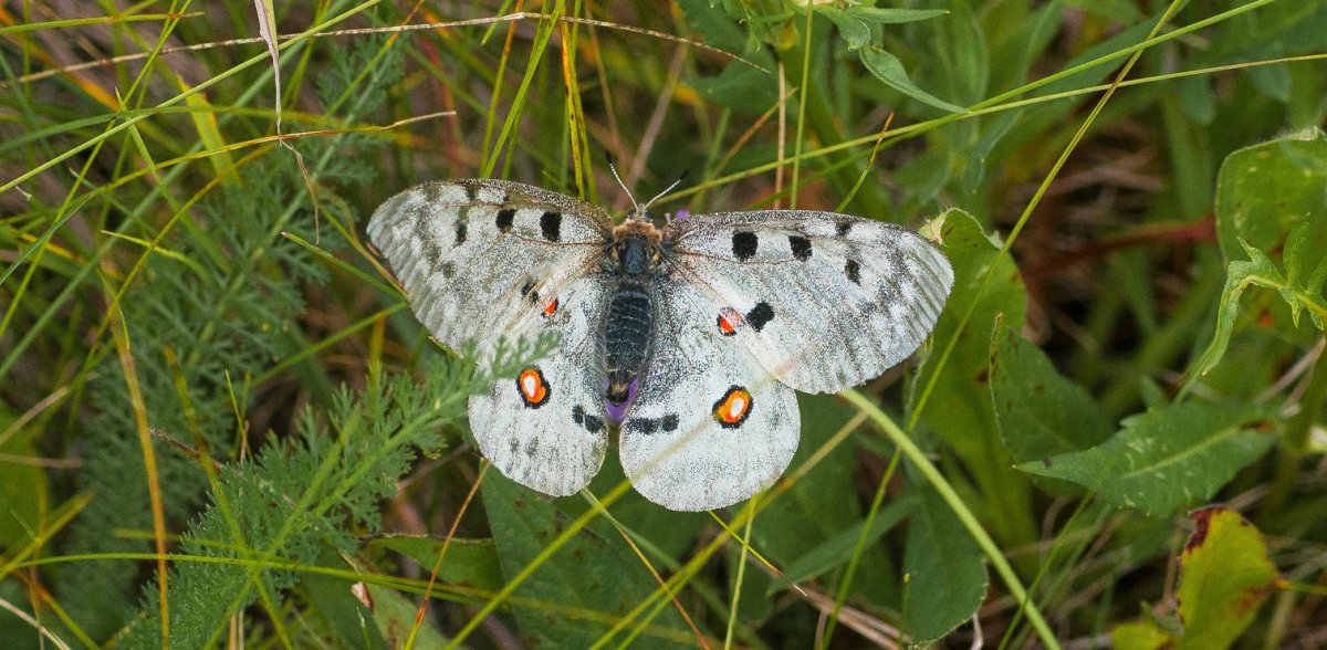 Многоцветница обыкновенная